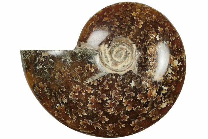 Polished Ammonite (Cleoniceras) Fossil - Madagascar #205096